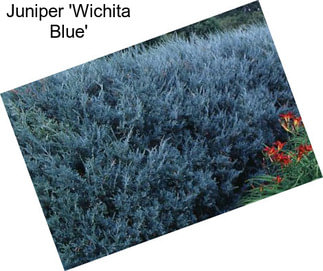 Juniper \'Wichita Blue\'