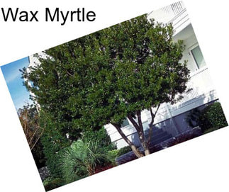 Wax Myrtle