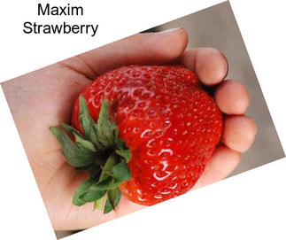 Maxim Strawberry