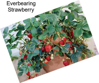Everbearing Strawberry