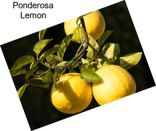 Ponderosa Lemon