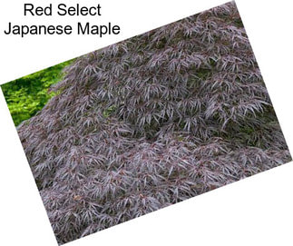 Red Select Japanese Maple