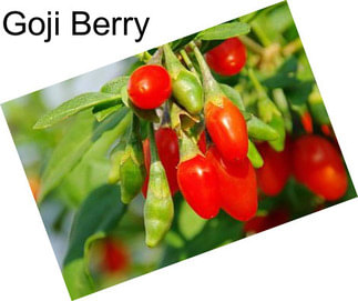 Goji Berry