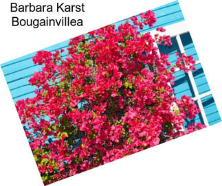 Barbara Karst Bougainvillea