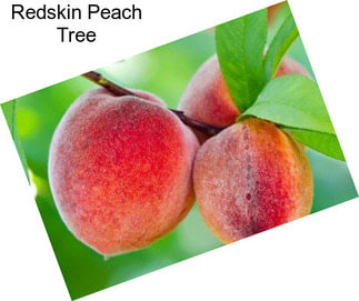 Redskin Peach Tree