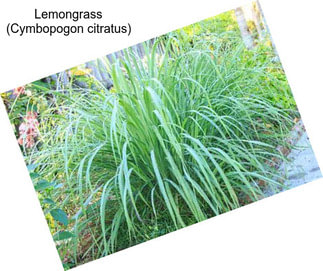 Lemongrass (Cymbopogon citratus)