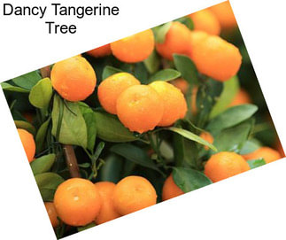 Dancy Tangerine Tree