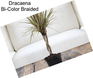 Dracaena Bi-Color Braided