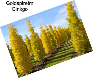 Goldspiretm Ginkgo