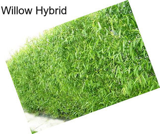 Willow Hybrid