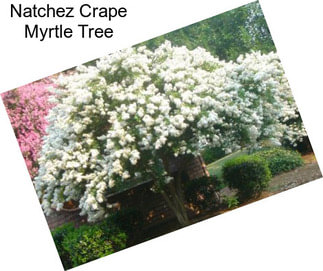 Natchez Crape Myrtle Tree