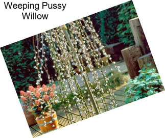 Weeping Pussy Willow