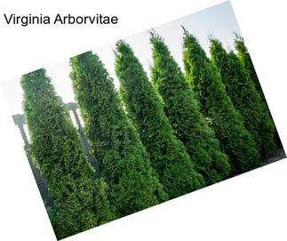 Virginia Arborvitae