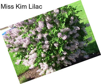 Miss Kim Lilac