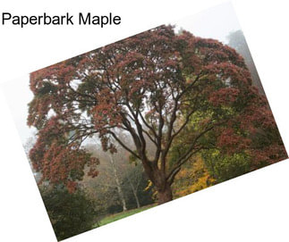 Paperbark Maple