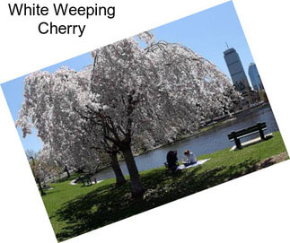 White Weeping Cherry