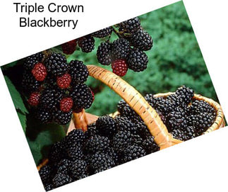 Triple Crown Blackberry