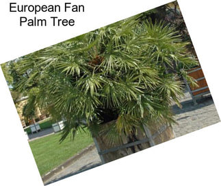 European Fan Palm Tree