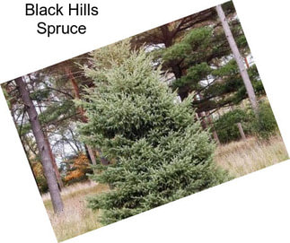 Black Hills Spruce