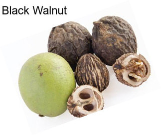 Black Walnut