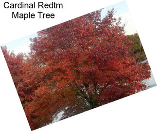 Cardinal Redtm Maple Tree