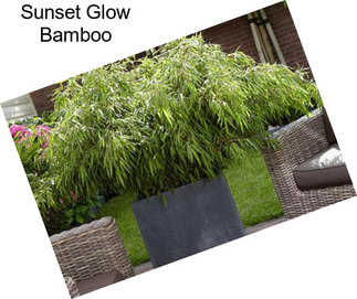 Sunset Glow Bamboo