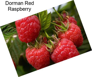 Dorman Red Raspberry