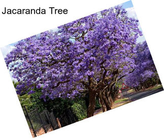 Jacaranda Tree