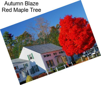 Autumn Blaze Red Maple Tree