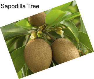 Sapodilla Tree