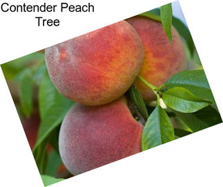 Contender Peach Tree