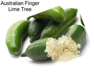 Australian Finger Lime Tree