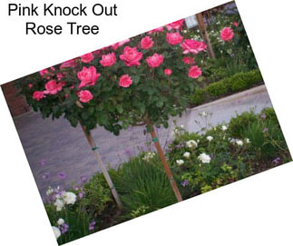 Pink Knock Out Rose Tree