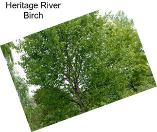 Heritage River Birch