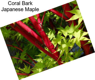 Coral Bark Japanese Maple