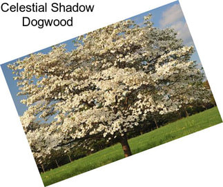 Celestial Shadow Dogwood