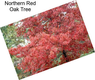 Northern Red Oak Tree