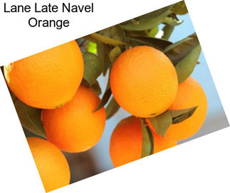 Lane Late Navel Orange