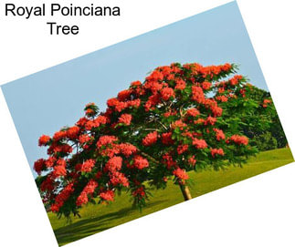 Royal Poinciana Tree