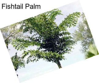 Fishtail Palm