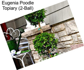 Eugenia Poodle Topiary (2-Ball)