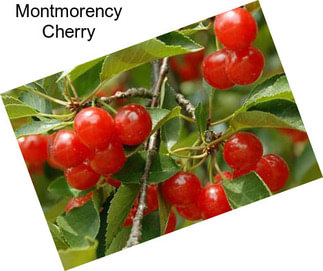 Montmorency Cherry