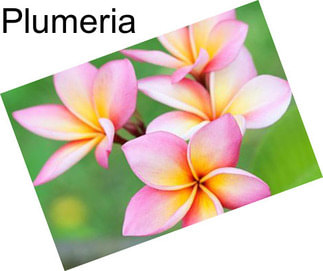 Plumeria