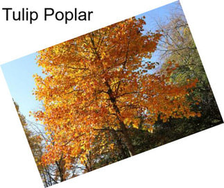 Tulip Poplar