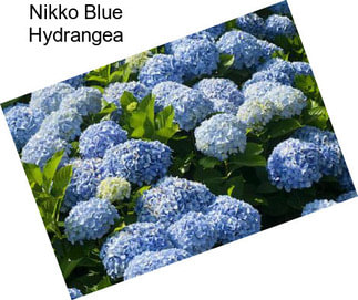 Nikko Blue Hydrangea