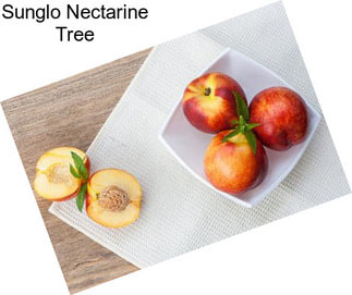 Sunglo Nectarine Tree