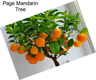 Page Mandarin Tree