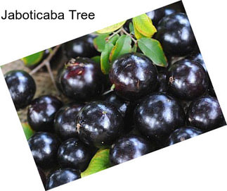 Jaboticaba Tree