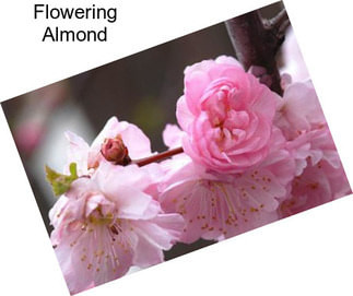 Flowering Almond