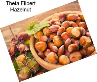 Theta Filbert Hazelnut